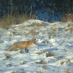 Angielska Dolina Сasa de vacaciones Nidzica