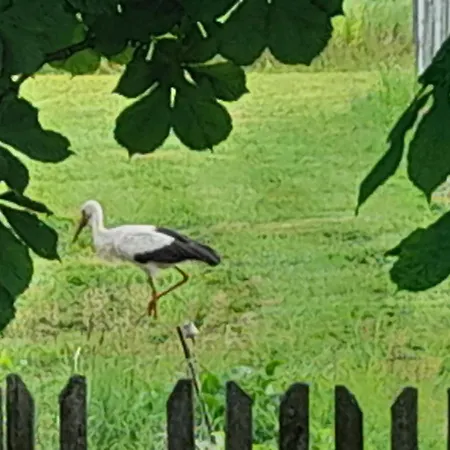 Angielska Dolina * نيدزيتسا