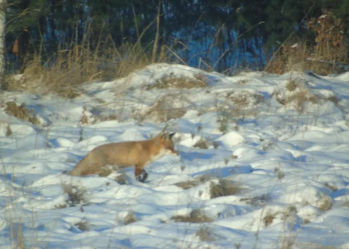 Angielska Dolina Casa vacanze Nidzica